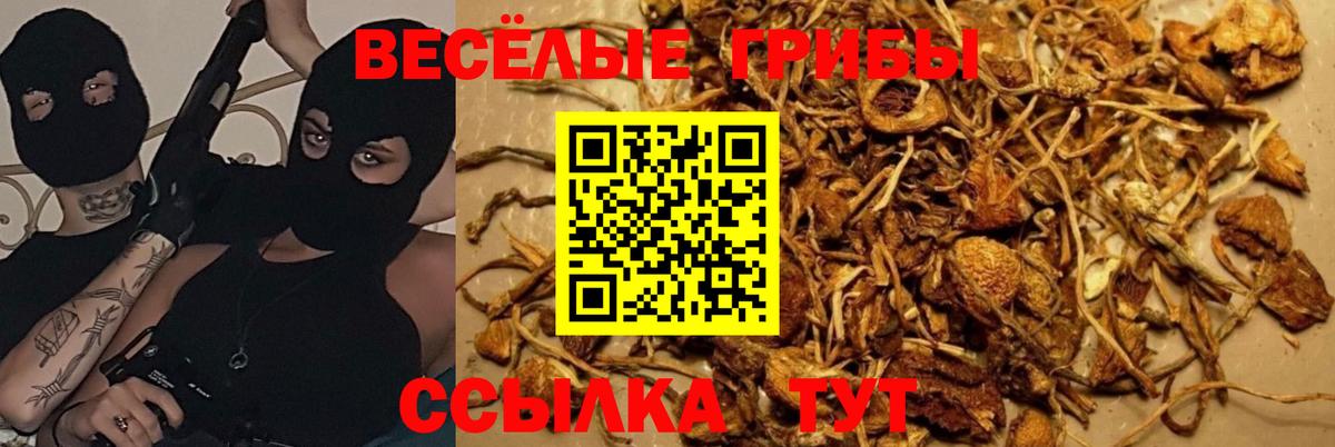 Клинцы  Галлюциногенные грибы Psilocybine cubensis  Вход с VPN  Псилоцибиновые грибы GOLDEN TEACHER 